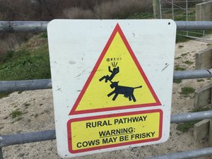 Warning Frisky cows