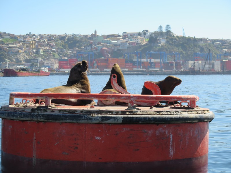 Sea lions on a mooring buoy