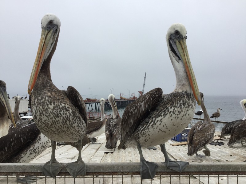 Pelicans in Valparaiso