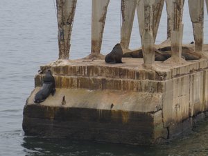 One Male Sea lion and his Harem