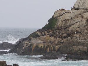 More Sea lions resting up on the rocks