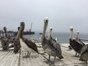 Pelicans near Valparaiso