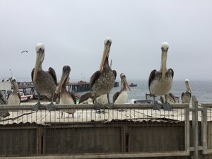 More beautiful Pelicans