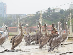 Hundreds of these Pelicans everywhere