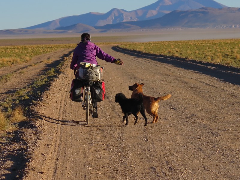 These dogs followed Noushin for 25 km
