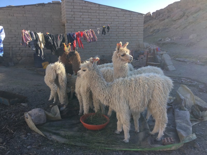 Llamas in the backyard of the refugio