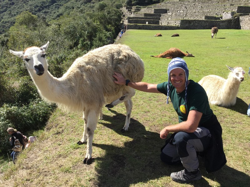 Llamas galore at Machu Picchu