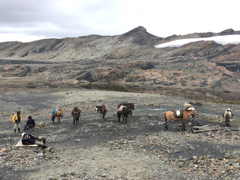 The horses for taking people up to the Glacier