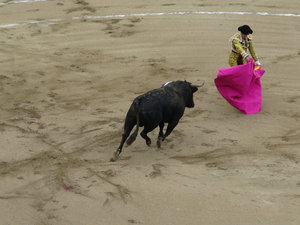 Bull charging at the Matador