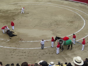 The dead bull being prepared to be taken out of the ring