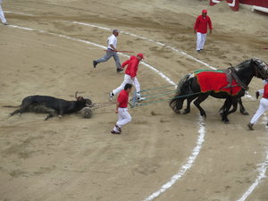 Horses pulling the dead bull out of the ring