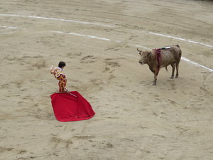 Bull versus Matador