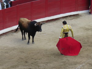 Matador versus Bull