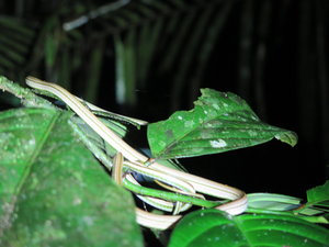Snake in Amazon forest