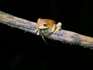 Frog in Amazon forest