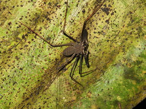 Scorpion spider in Amazon forest