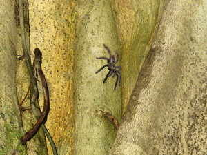 Tarantula in Amazon forest