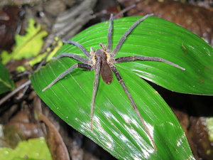Huntsman spider in Amazon forest
