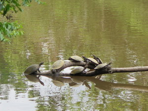 Turtles sunning themselves 