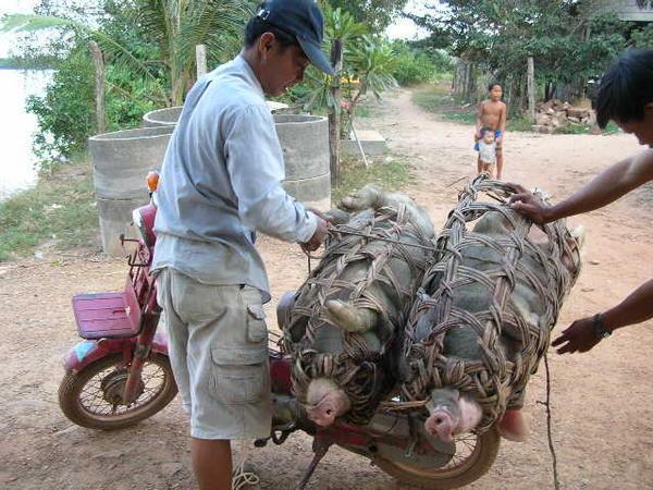 Pigs Motorcycling
