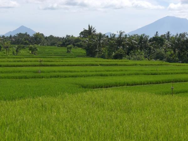 Rice and Mt Batur