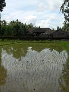 Rice Fields in the Morning