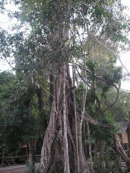 Big banyon tree