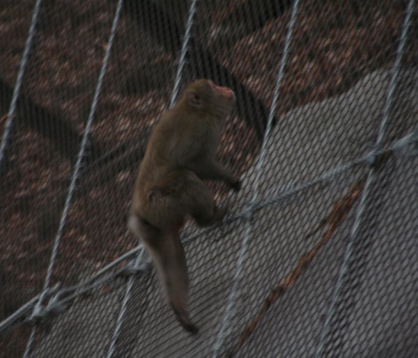 Fence monkey