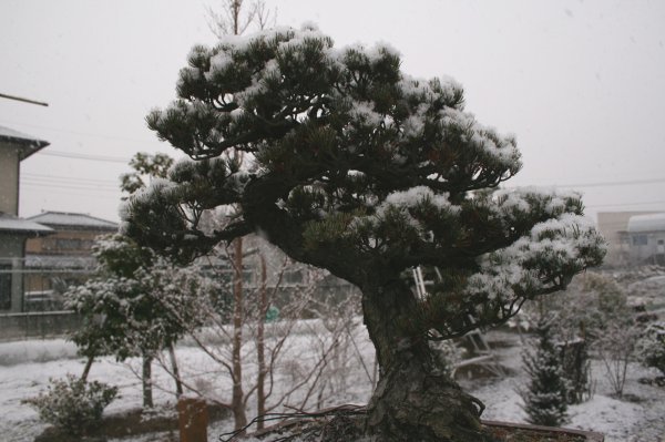 Bonsai in the snow