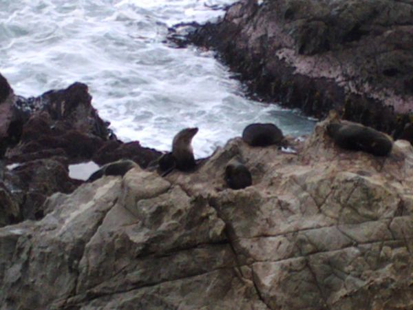 Pacific seals