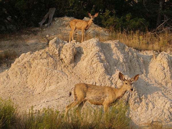 Two Deers Posing in the Park