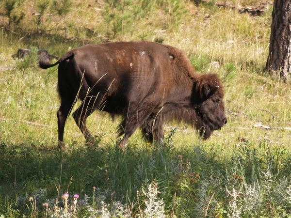 Big Old Buffalo
