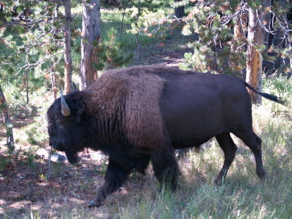 My close encounter with a buffalo