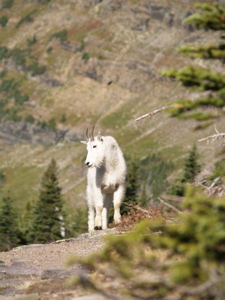 Mountain Goat - Up close and personal