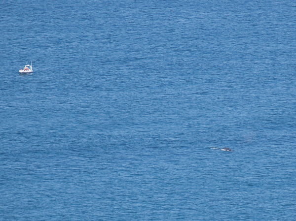 First Whale Sighting