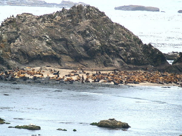 Hundreds of Sea Lions