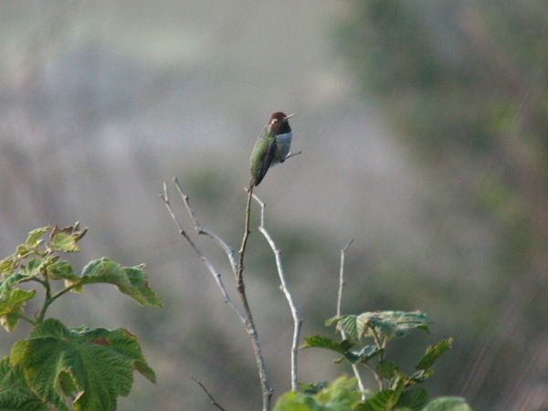 Red-Headed Hummingbird