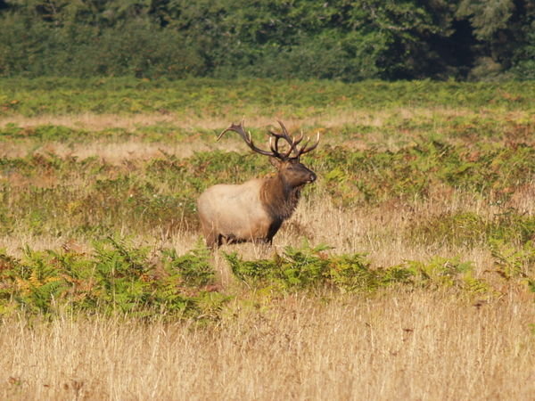 Big Buck Elk