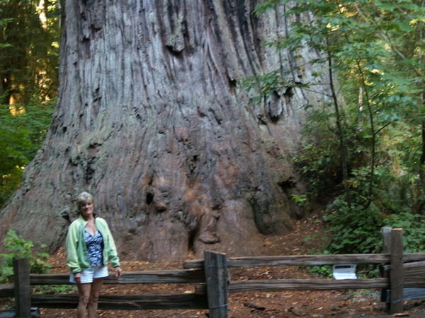 Carolyn and the Big Tree