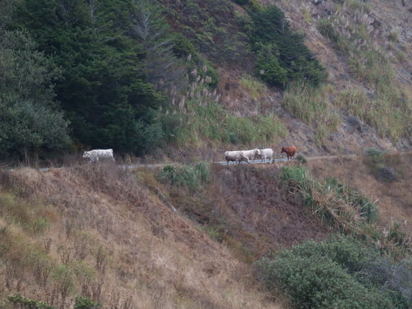 Cows crossing Route 1