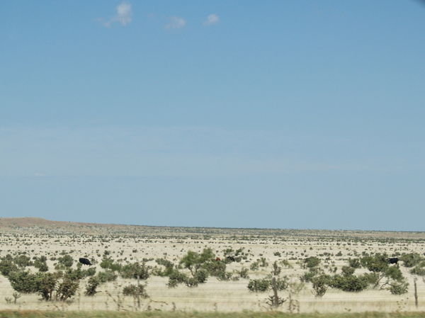 Texas Dry Grass