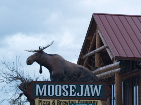 A Moose Picture for Jess