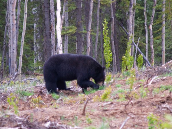 Black Bear eating grass
