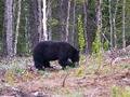 Black Bear eating grass
