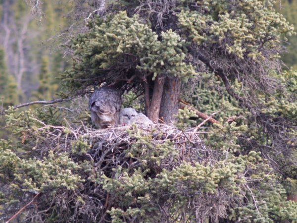 A Horned-Rim Owl and her fledgling