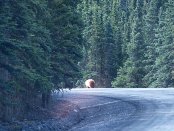 This huge grizzly  stopped traffic as he strolled down the road