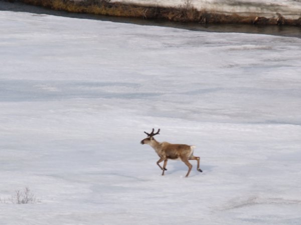 A lone caribou skirts across the ice