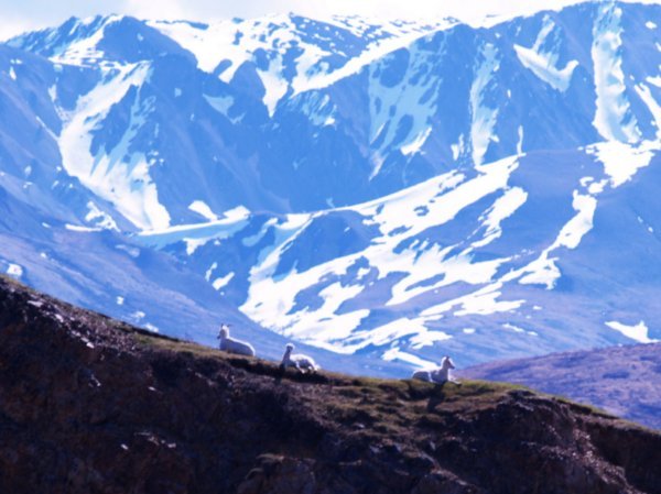 Three Dall sheep on edge of outcropping