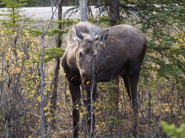 Moose that was not 10 feet from me