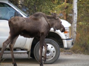 This is one long-legged moose